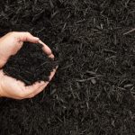 Why Mulch Matters More During Summer