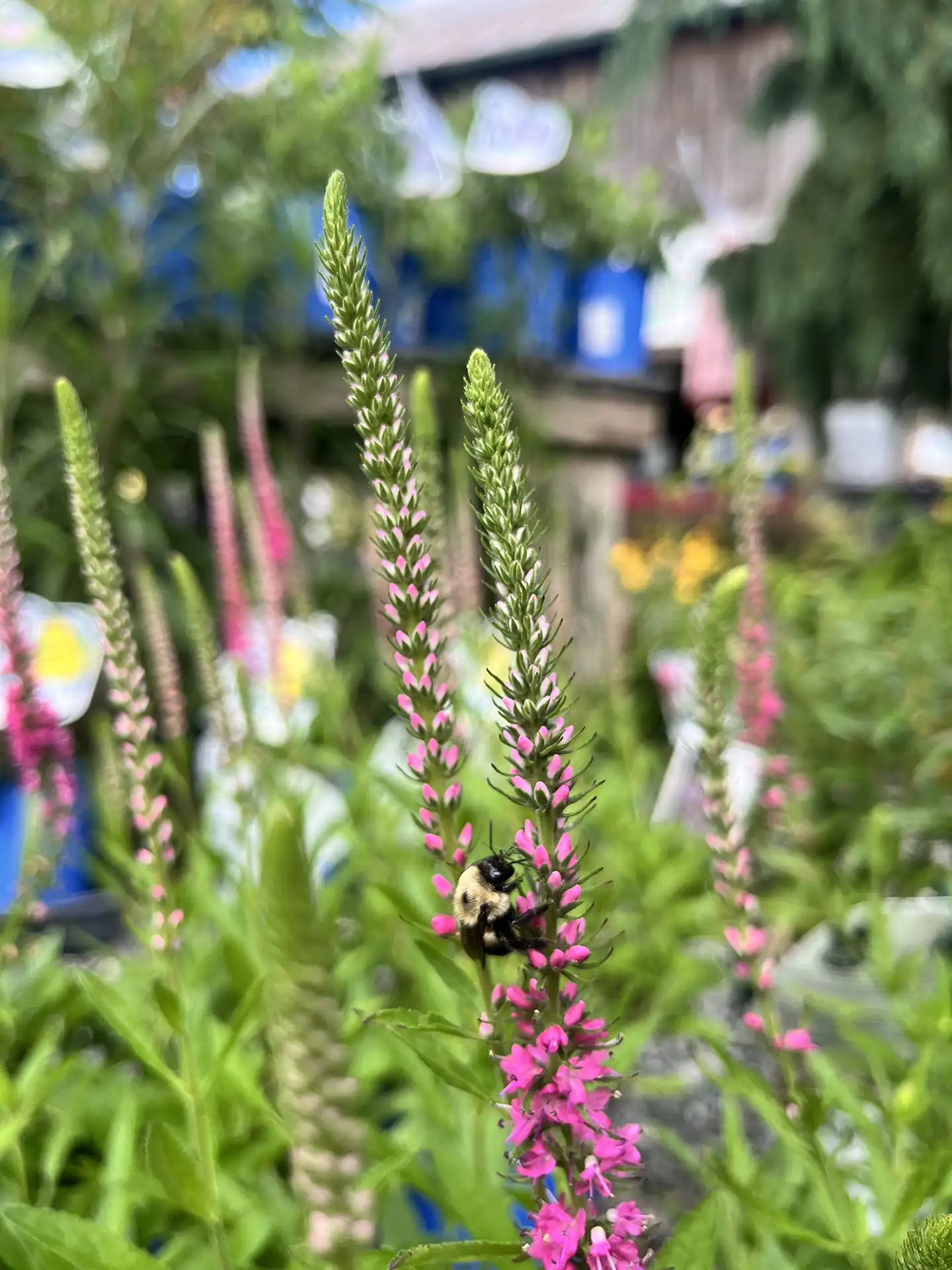 You are currently viewing Summer Gardening Tips for Pennsylvania Homeowners