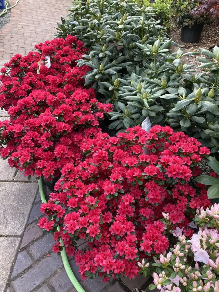 azalea shrub from hetrick gardens