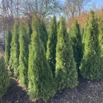 How Can Trees Improve Property Value?