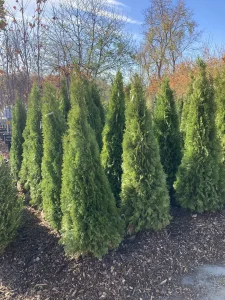 Read more about the article How Can Trees Improve Property Value?