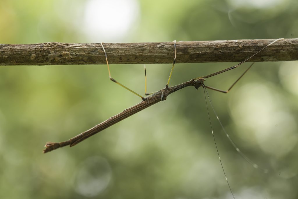 Beautiful Mantis on Wild Plants